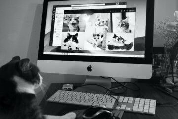 In a black and white photo, a tabby cat stares at several other cats in a videoconference grid on a Mac desktop